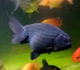 Black ranchu kurang lebih 12cm - Tangerang Selatan Kota - Hewan Peliharaan