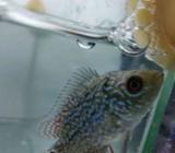 Louhan kamfa F2 size 4cm - Tangerang Selatan Kota - Hewan Peliharaan