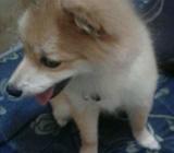 Sale dog 500 ka murah meriah - Jakarta Barat - Motor