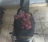 Supra gundul harga damai - Poso Kab. - Motor Bekas