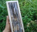 Lebah Trigona Leaviceps Klanceng Kelulut Untuk Ternak - Bandung Barat Kab. - Hewan Peliharaan