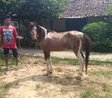 Kuda jantan jinak - Blora Kab. - Hewan Peliharaan