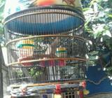 Perkutut mega mendung garis leher nyambung jantan - Demak Kab. - Hewan Peliharaan