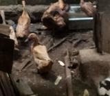 Jual bebek bisa potong langsung - Jakarta Barat - Hewan Peliharaan