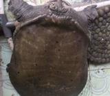 Kura Kura Alias Bulus - Jakarta Barat - Hewan Peliharaan