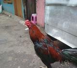 Misi gan mau jual pacek kaki buaya ni - Jakarta Barat - Hewan Peliharaan