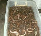 Belut konsumsi menu ramadhan - Jakarta Pusat - Hewan Peliharaan