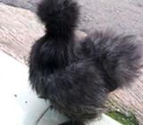 American silkie - Jakarta Selatan - Hewan Peliharaan