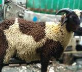 Domba jantan tanduk 3 ekor - Jakarta Timur - Hewan Peliharaan