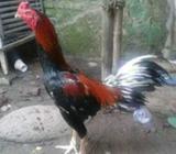 Bangkok gulung pukul - Jakarta Timur - Hewan Peliharaan