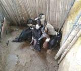 Nila entok tongki siap potong.. - Jakarta Timur - Hewan Peliharaan