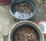 Belut sawah seggar - Jakarta Timur - Hewan Peliharaan
