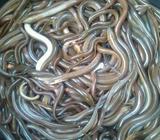 Belut konsumsi belut sawah - Jakarta Timur - Hewan Peliharaan