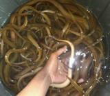 Belut segar by cilincing - Jakarta Utara - Hewan Peliharaan