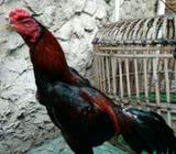 Bangkok laga trah birkok - Jakarta Utara - Hewan Peliharaan