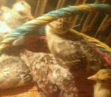 Kalkun kalkun kalkun - Kendal Kab. - Hewan Peliharaan