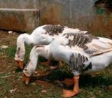 Soang indukan siap bertelur - Kerawang Kab. - Hewan Peliharaan