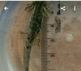 Salamander Marble - Surakarta Kota - Hewan Peliharaan