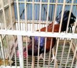 Bekisar OE nominus - Surakarta Kota - Hewan Peliharaan