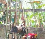 Dijual mesin untuk pengeboran tanah - Kupang Kota - Kantor & Industri