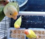 Lovebird paud NK - Tabalong Kab. - Hewan Peliharaan