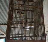 Mayar jambul kuning - Tangerang Kota - Hewan Peliharaan