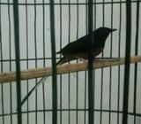 Muray Batu Hutan - Tangerang Selatan Kota - Hewan Peliharaan