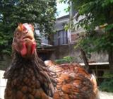 Wyandotte Jantan - Tangerang Selatan Kota - Hewan Peliharaan