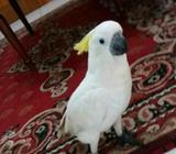 Triton cileduk - Tangerang Selatan Kota - Hewan Peliharaan