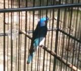 Tledekan laut - Tangerang Selatan Kota - Hewan Peliharaan