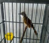 Cak jenggot purtotal jinak sedang fulset kandang no krodong burja bsa - Tangerang Selatan Kota - Hew