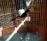 Muarai batu mh non kembung bsd - Tangerang Selatan Kota - Hewan Peliharaan