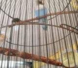 Lb fighter colok sendiri - Tangerang Selatan Kota - Hewan Peliharaan