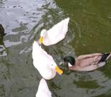 Di jual bebek 4 ekor - Tangerang Selatan Kota - Hewan Peliharaan