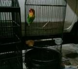 Lakbet fulset 300 minat langsung wa - Tangerang Selatan Kota - Hewan Peliharaan