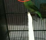 Jual brtr tt blh ijo body big jink llat bunyi semauny minus ktarak sbl - Tangerang Selatan Kota - He