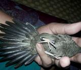 Perkutut cemani jinak - Tangerang Selatan Kota - Hewan Peliharaan