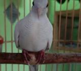 Perkutut lokal warna - Tulang Bawang Barat Kab. - Hewan Peliharaan
