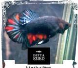Cupang new species blackNemo - Bandar Lampung Kota - Hewan Peliharaan
