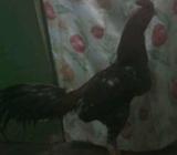 Jalu pukul gedek siap - Bandar Lampung Kota - Hewan Peliharaan