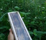 Ternak Lebah Tanpa Sengat Trigona Kelulut - Bandar Lampung Kota - Hewan Peliharaan