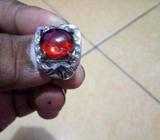 Merah siam bening kinclong dan bersih - Bandar Lampung Kota - Hewan Peliharaan