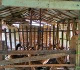 Jual itik petelur - Banjar Kab. - Hewan Peliharaan