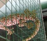 Di jual tokek cepat..l - Batubara Kab. - Hewan Peliharaan