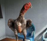 Magon taxy jauh - Batubara Kab. - Hewan Peliharaan