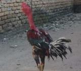 Jual cepat pacekan saigon - Batubara Kab. - Hewan Peliharaan