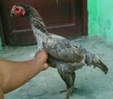 Induk magon dedara listrik - Binjai Kota - Hewan Peliharaan