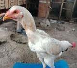 Jual dere pakoy - Binjai Kota - Hewan Peliharaan