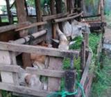 Lembu dere tanggung - Binjai Kota - Hewan Peliharaan