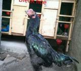 Jepang jr pamagon - Deli Serdang Kab. - Hewan Peliharaan